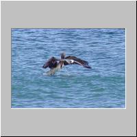 03- Mouette et Pelican.html